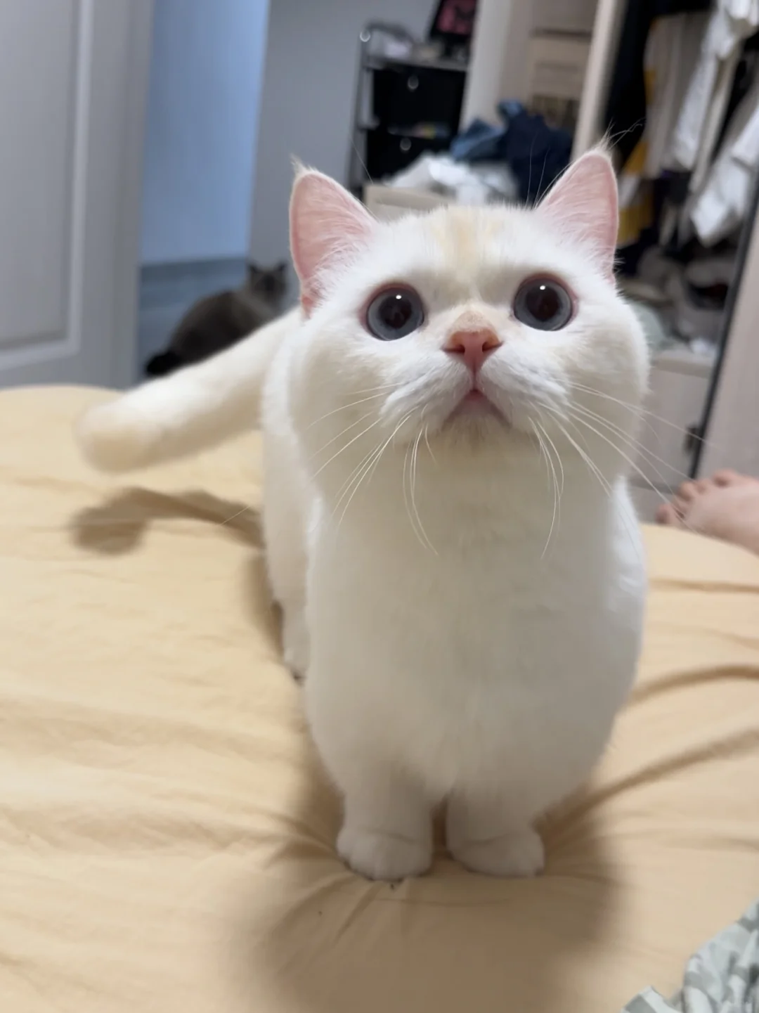 麻麻，你再不起床，我手手都要饿没了