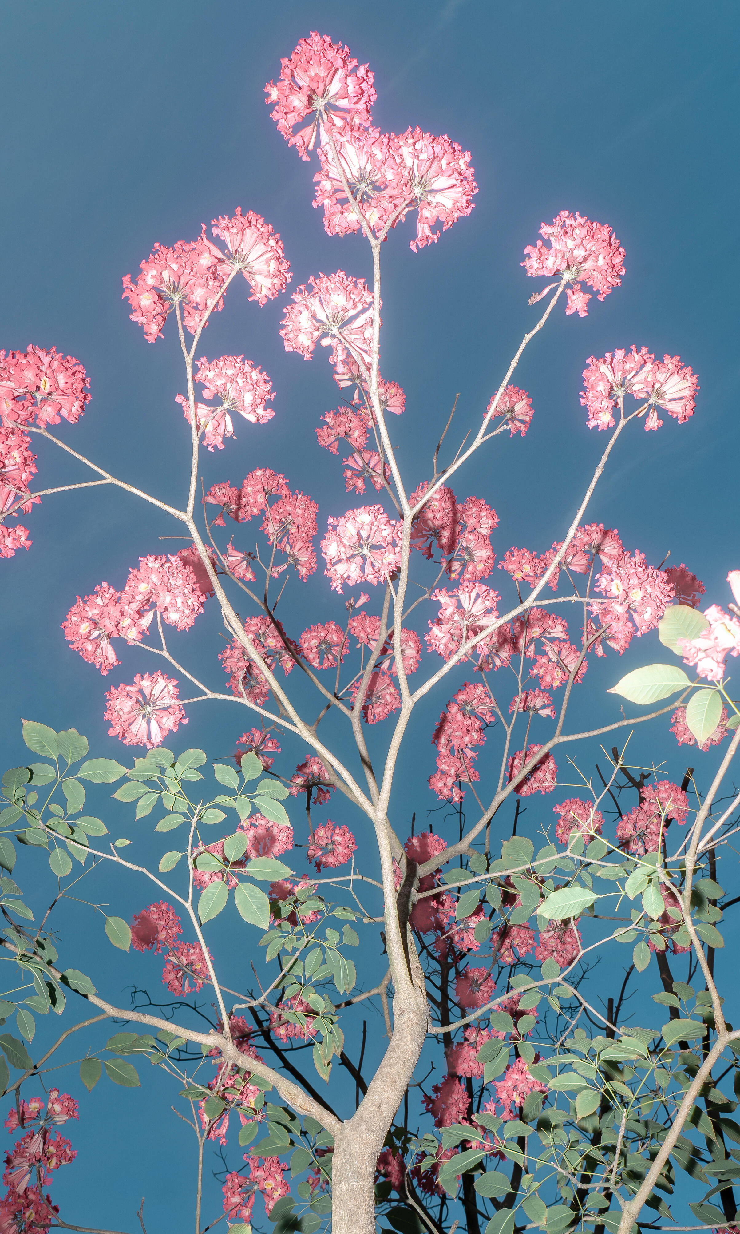 “做一场被繁花覆盖的梦。”人类需要很多阳光和鲜花🫧 