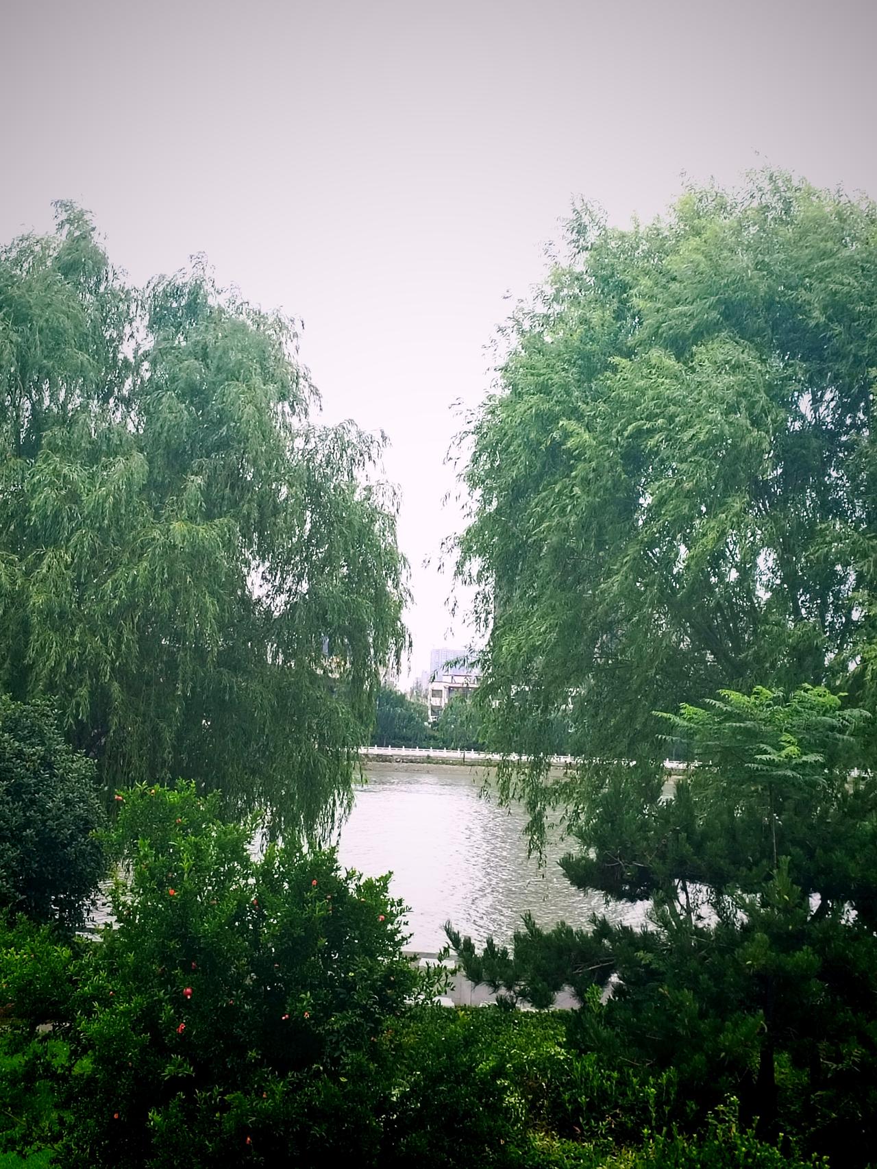 今天早晨吃过早饭，就去了沈丘兆丰大道颍滨公园，看到初夏颍河两岸桥下美丽的风景，就