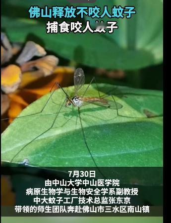 解释不清了！广东，为了应对基孔肯雅热，中山大学的副教授带着学生团队，跑到佛山，往