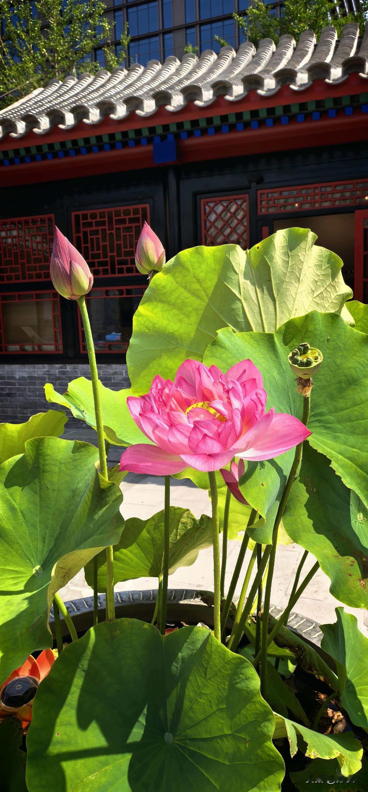 江南忆，最忆是杭州。山寺庭院寻夏荷，香樟树间松鼠头[大笑]
