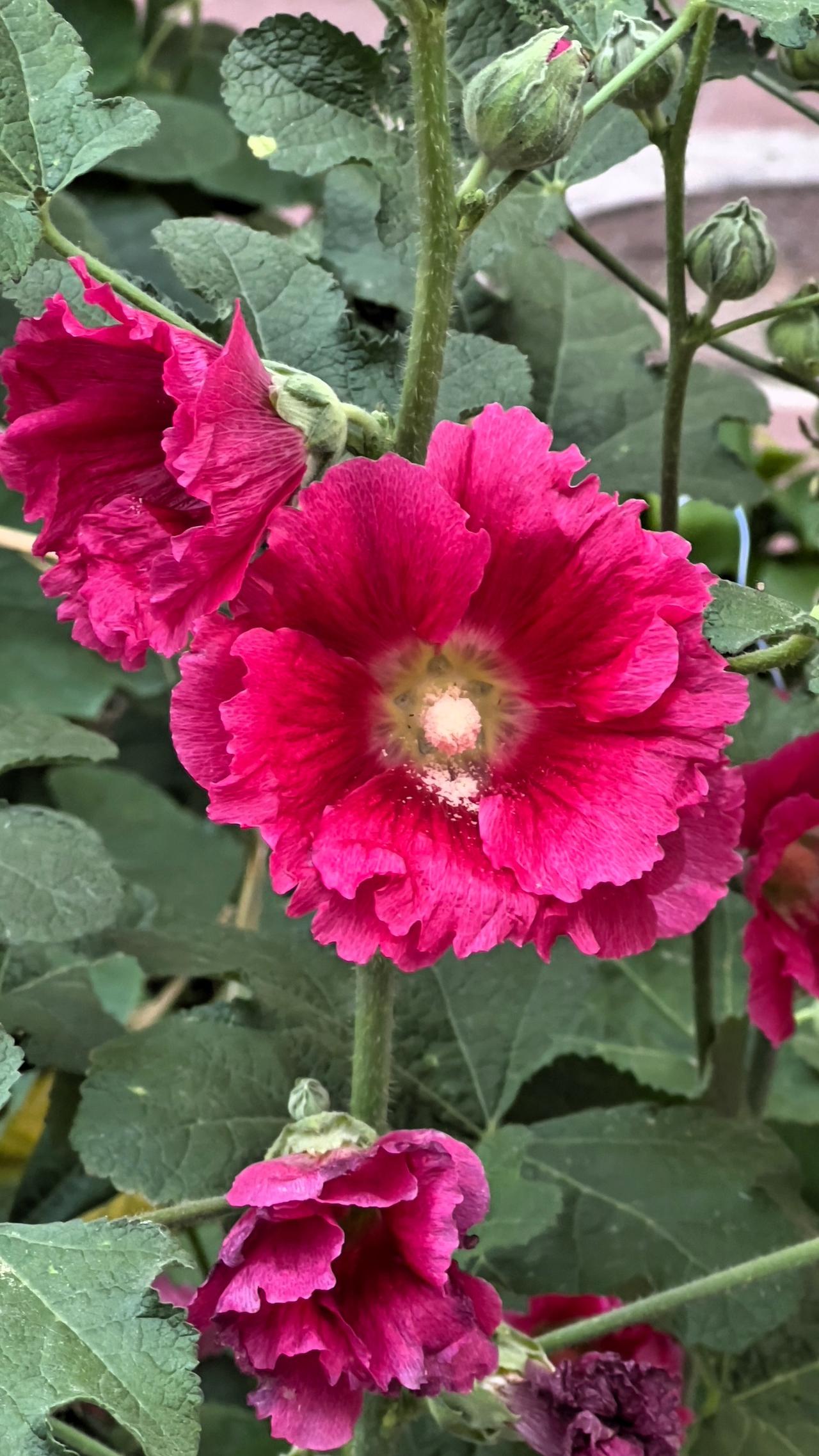 这是我随手拍的蜀葵花的照片，蜀葵花漂亮的花朵，直立的茎秆，给人一种积极向上的美感