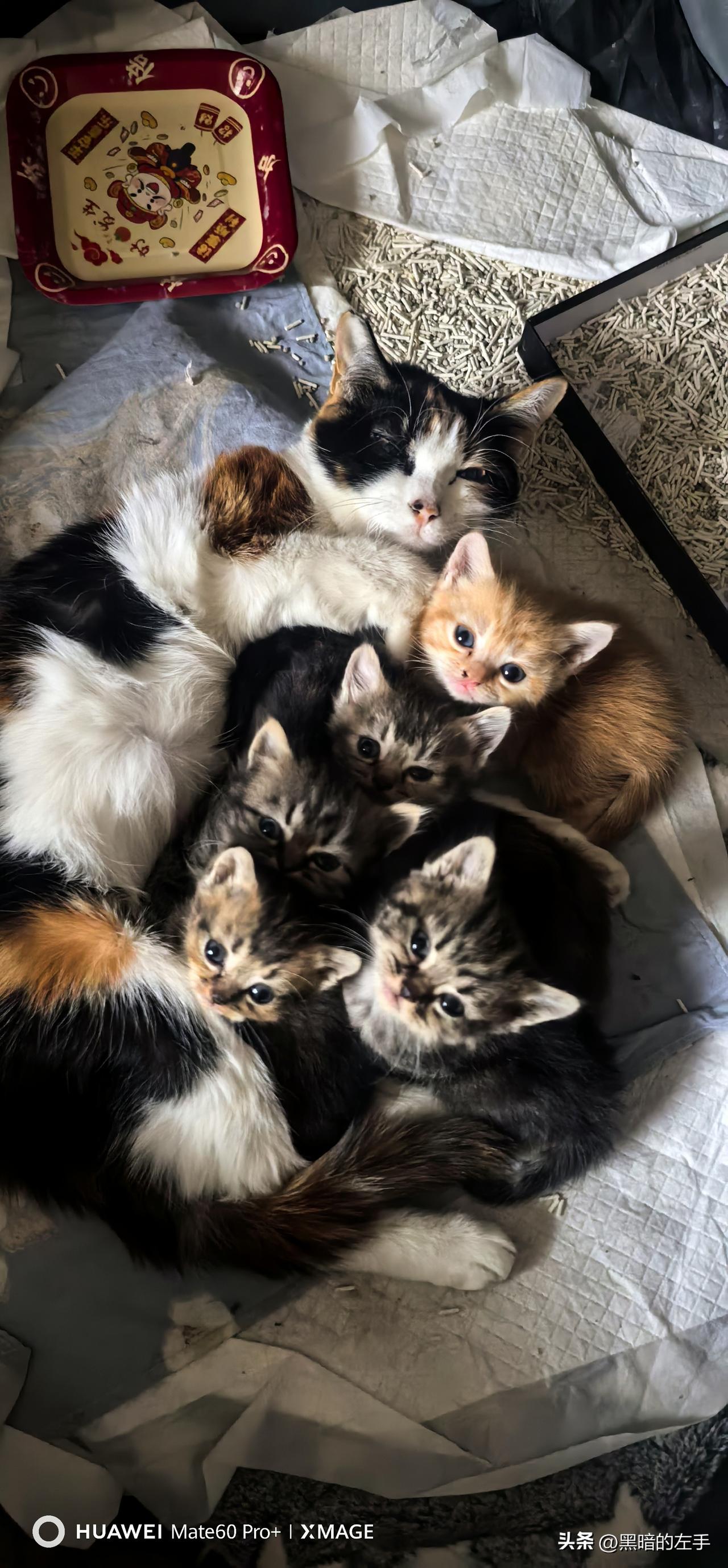 这是兄妹们最后一张全家福，明天就要把老5送人了。