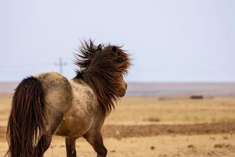 看到小伙勇猛驯服烈马被拖行几十米的事儿，我真是捏了把汗。这小伙勇气可嘉啊，直接挑
