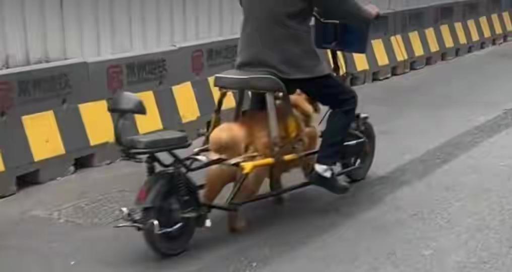 常州大爷“狗动力车”刷屏！改装无底线，安全岂能儿戏？

3月16日，江苏常州一位