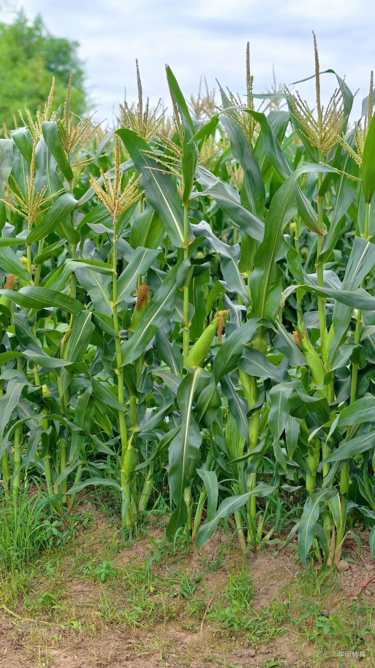 丰收在望！玉米田里金黄的穗儿，丰收的喜悦扑面而来！🌽🌾