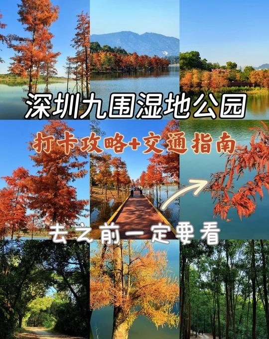 落羽衫+徒步绿道！九围湿地公园游玩攻略来了
记录我的城市 周末趁着天气好，和朋友
