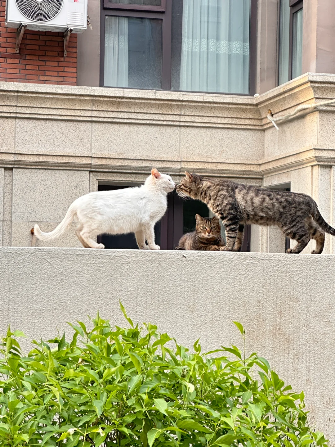流浪猫秀恩爱💏不能我一个人看！
