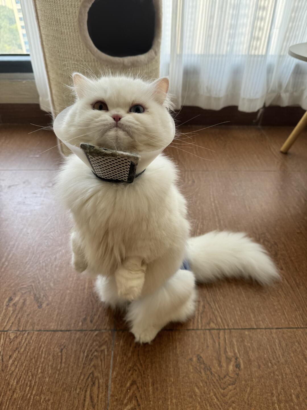 谁家小猫坐这么端正吖~