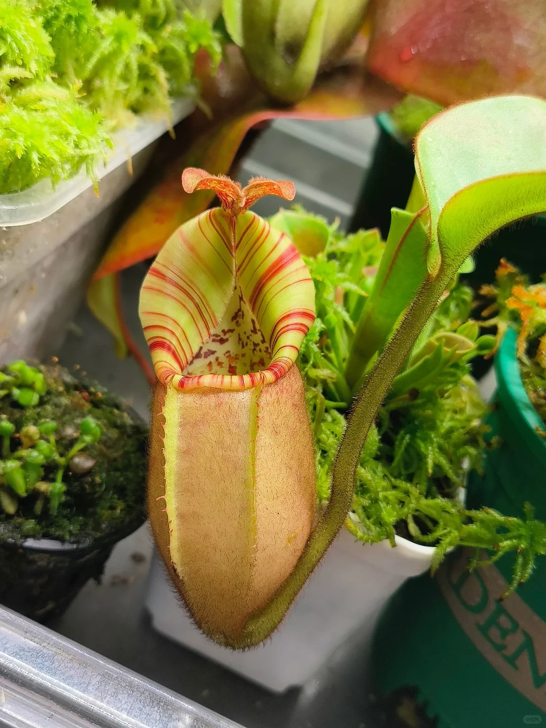 温度低了笼子都变好看了