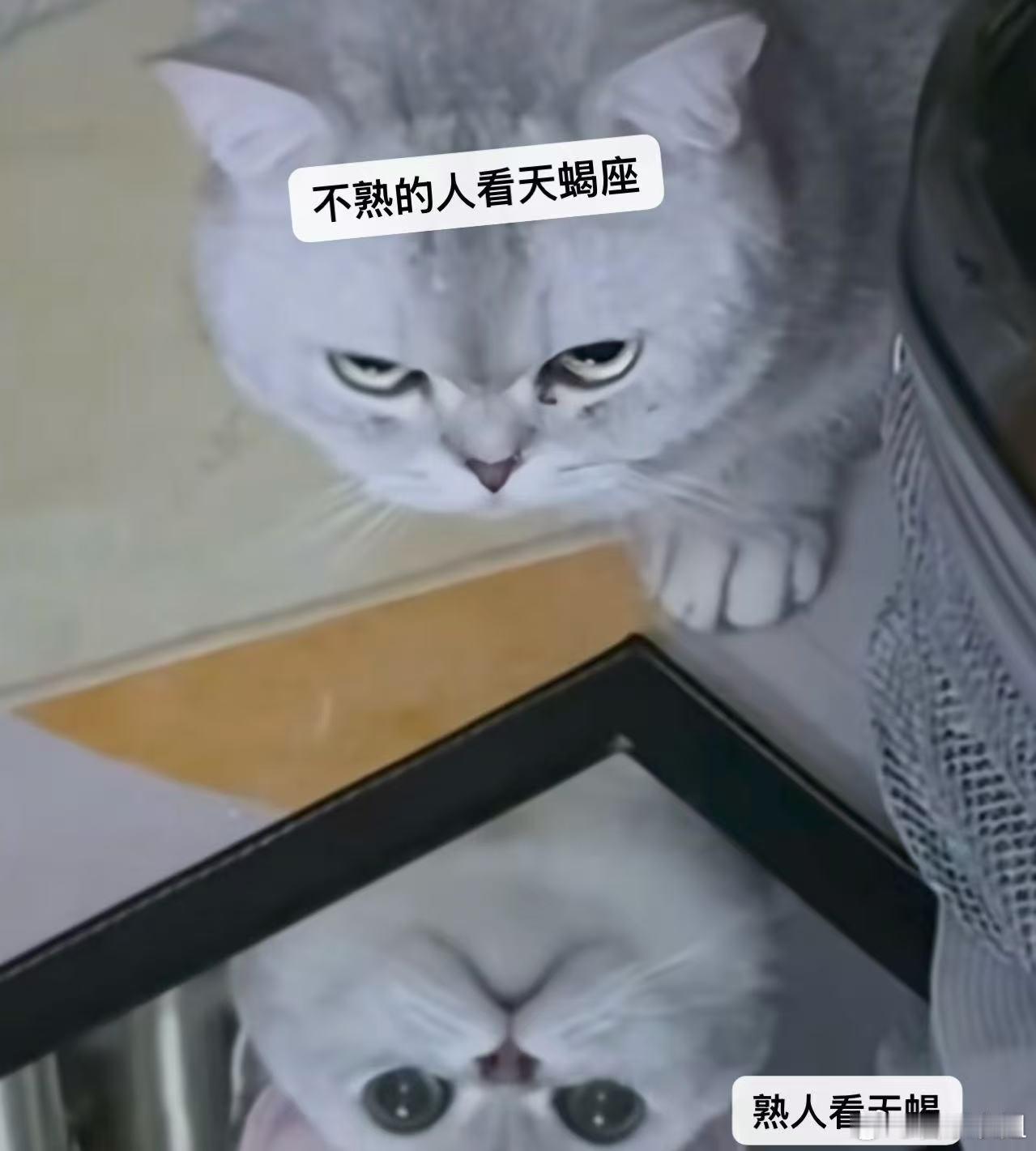 不了解天蝎的人看天蝎：冷面杀手😐当天蝎的熟人看天蝎时：纯冷脸萌🥺星座十二星座