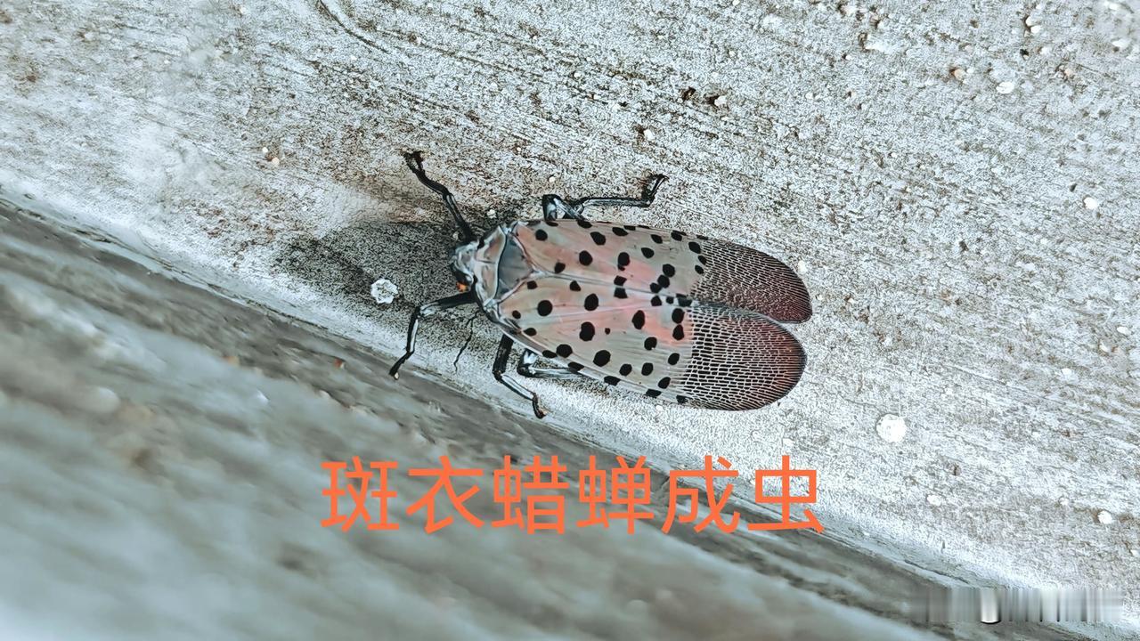 翅膀上有明显的黑色斑点，翅膀基部为灰色或褐色，末端为红色或粉红色，翅膀闭合时形成