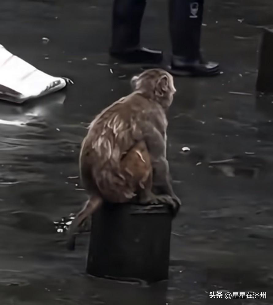 南京这只网红猴子，
怪不得能当网红，
工作人员把水放干后，
这只猴子……
宁愿蹲