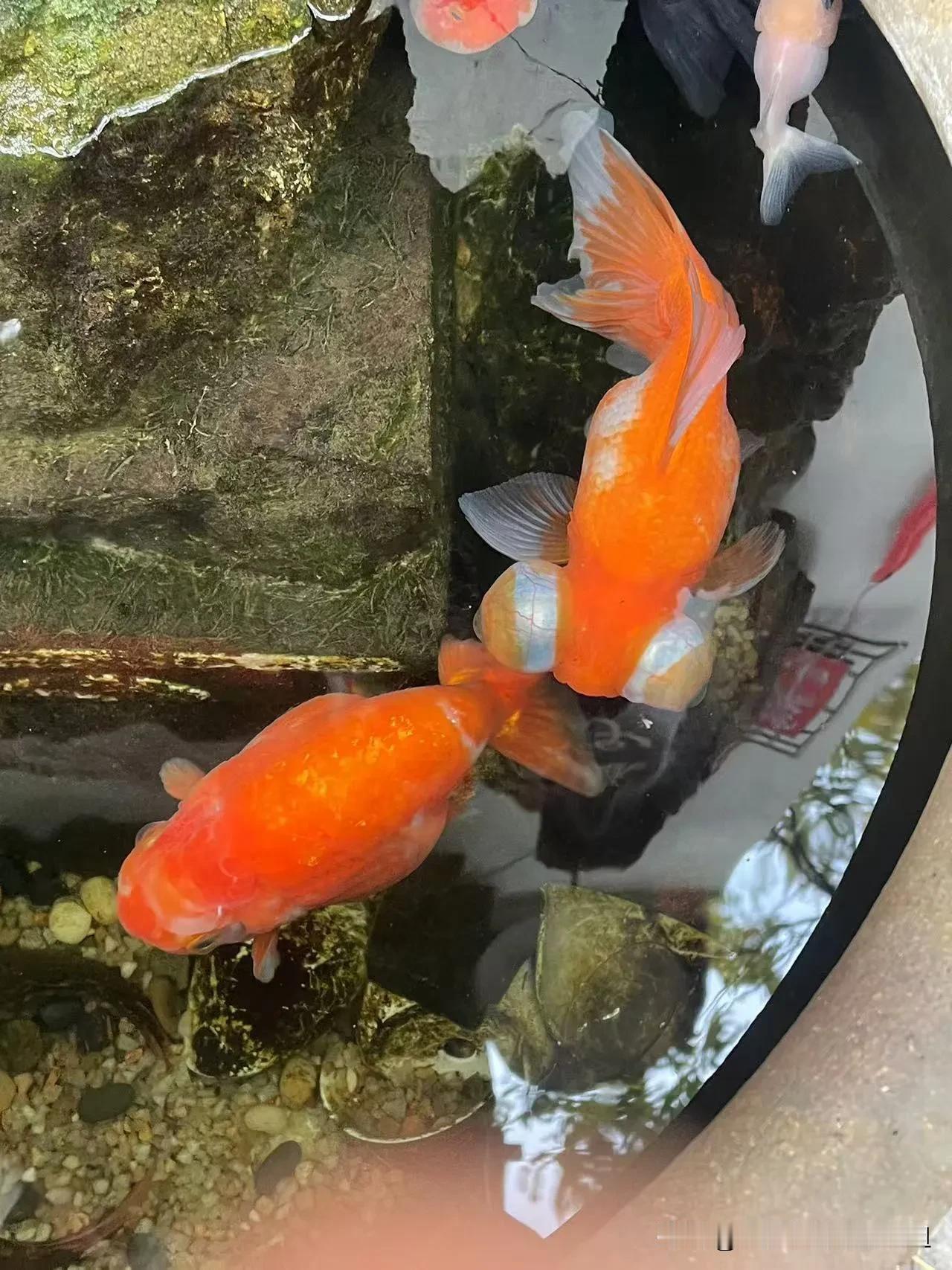新年新气象，帮助朋友们在这里征婚，祝您新年里能脱单！
评论区留言哦，介绍自己。