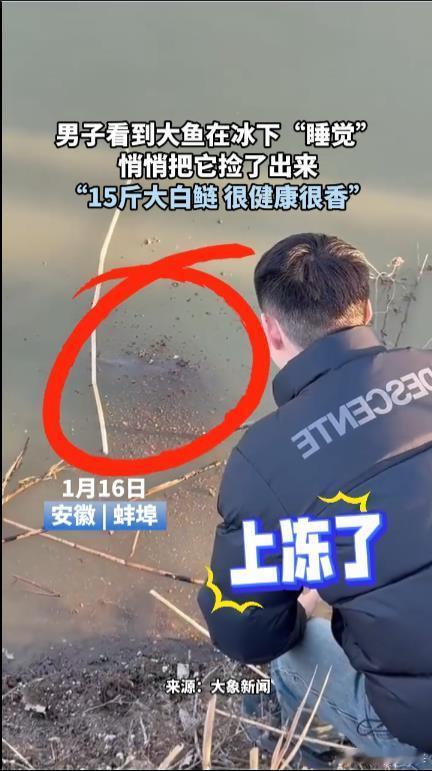 男子划开冰面救了条20斤大鱼说很香  新年好运气，看看有余！安徽蚌埠一家三口回家