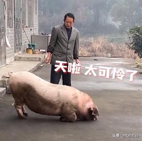 你相信动物也有灵性吗？不少地方都有杀年猪的习俗，2021年1月底，由于快过年了，
