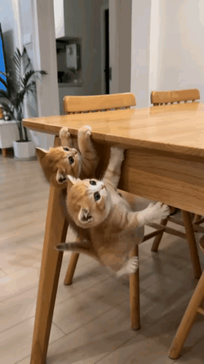 闲来刷视频，一下子就被两只小橘猫逗乐了。俩小家伙扒在餐桌边上，模样特别有趣。小家