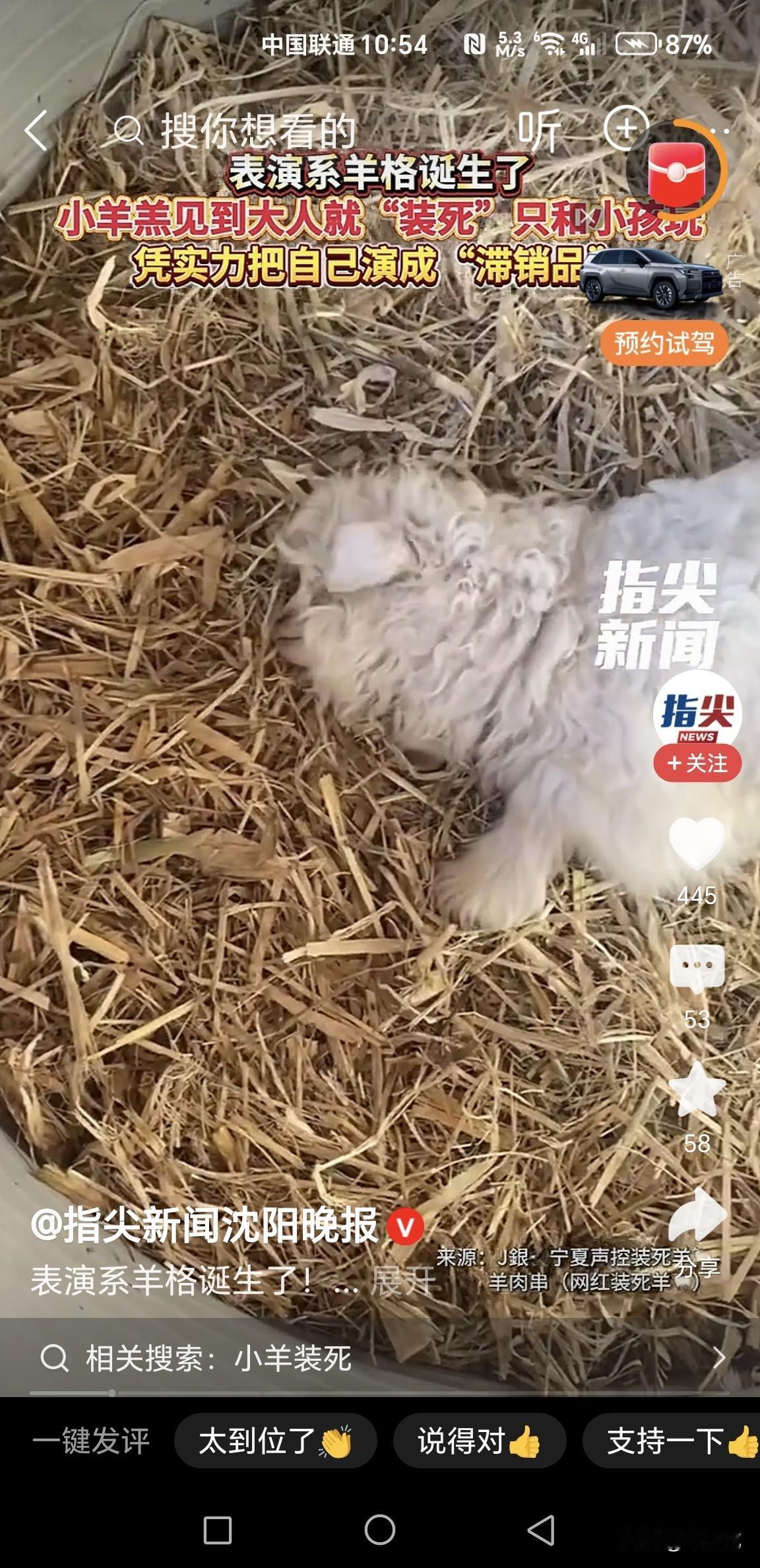 这一话题颇具争议性。从传统肉用羊价值看，当地普通肉羊每只约2000元，13万远超