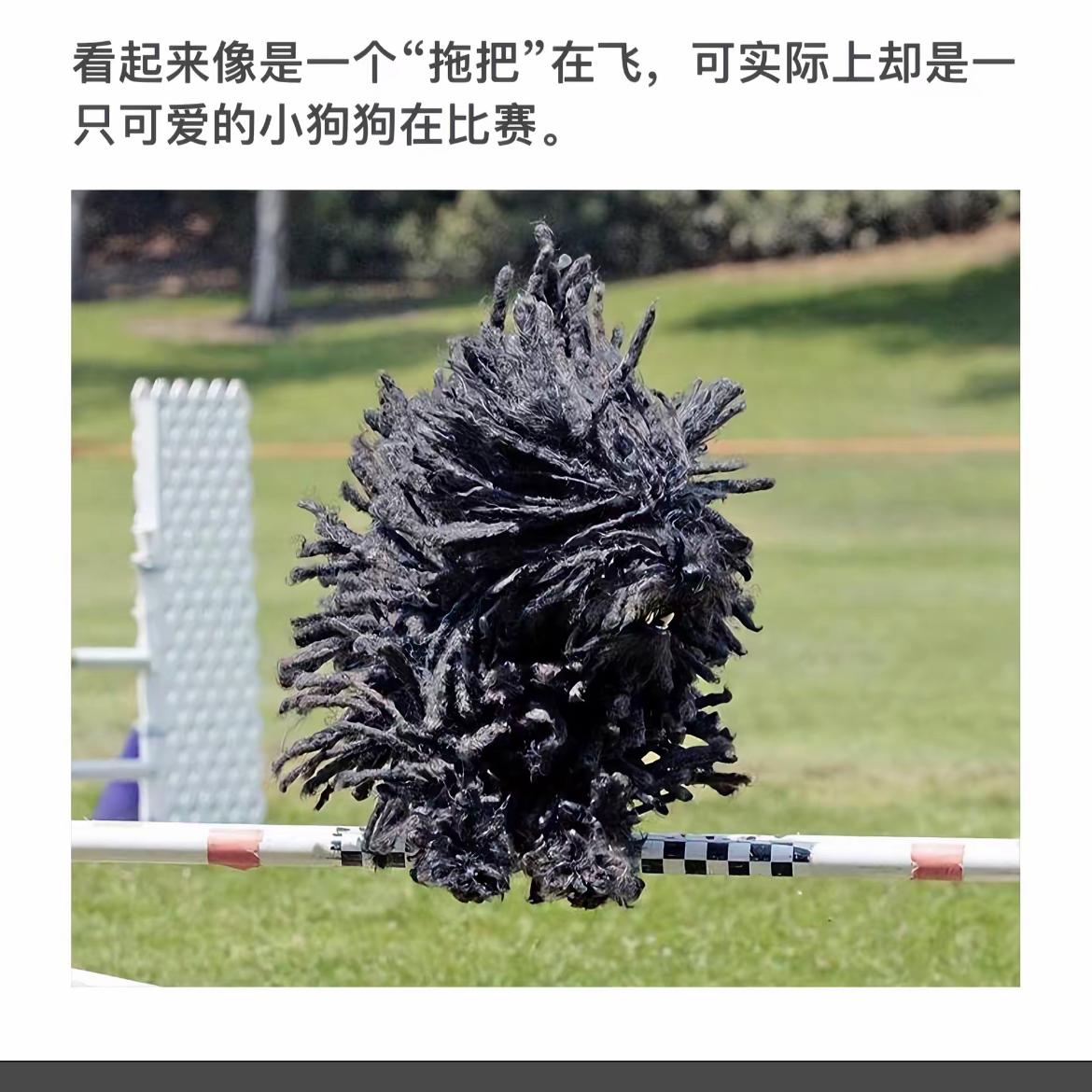 “萌宠飞跃赛，狗狗展风采！”🐾🏹🐾