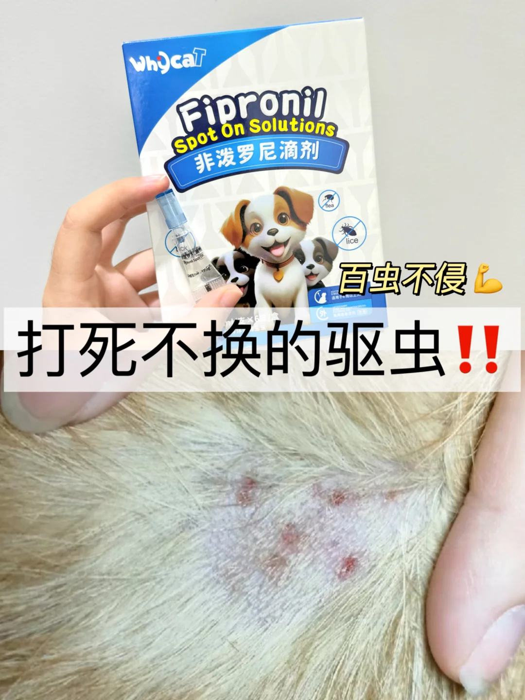 打死不换！狗狗远离寄生虫的秘密武器