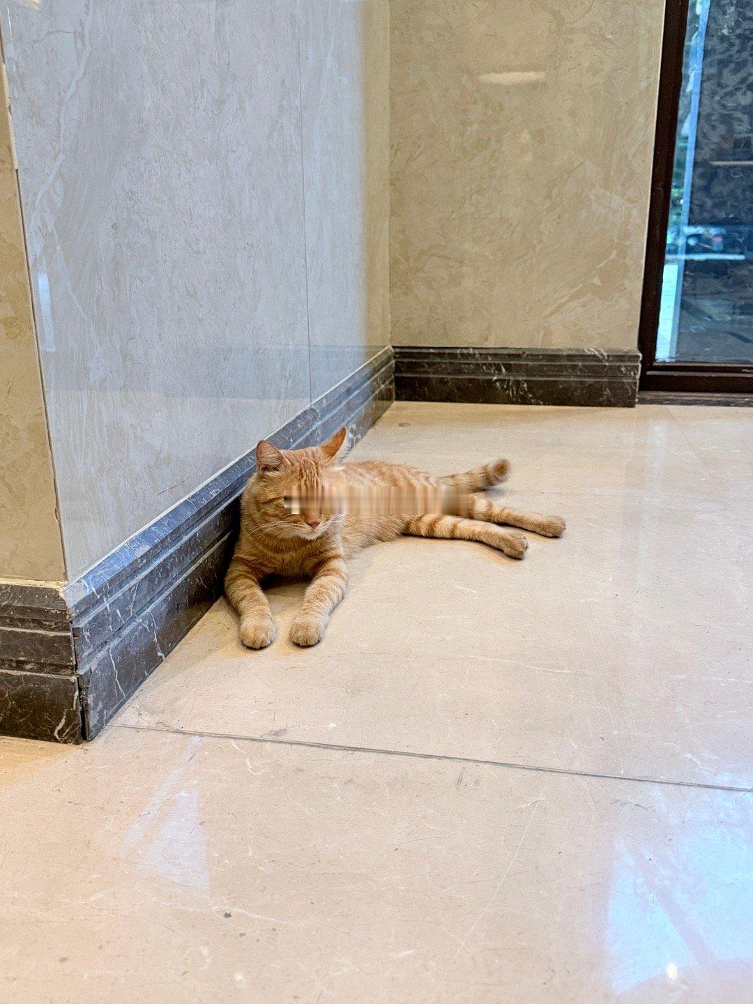 大橘吃了肉干变猫条啦～ ​​​