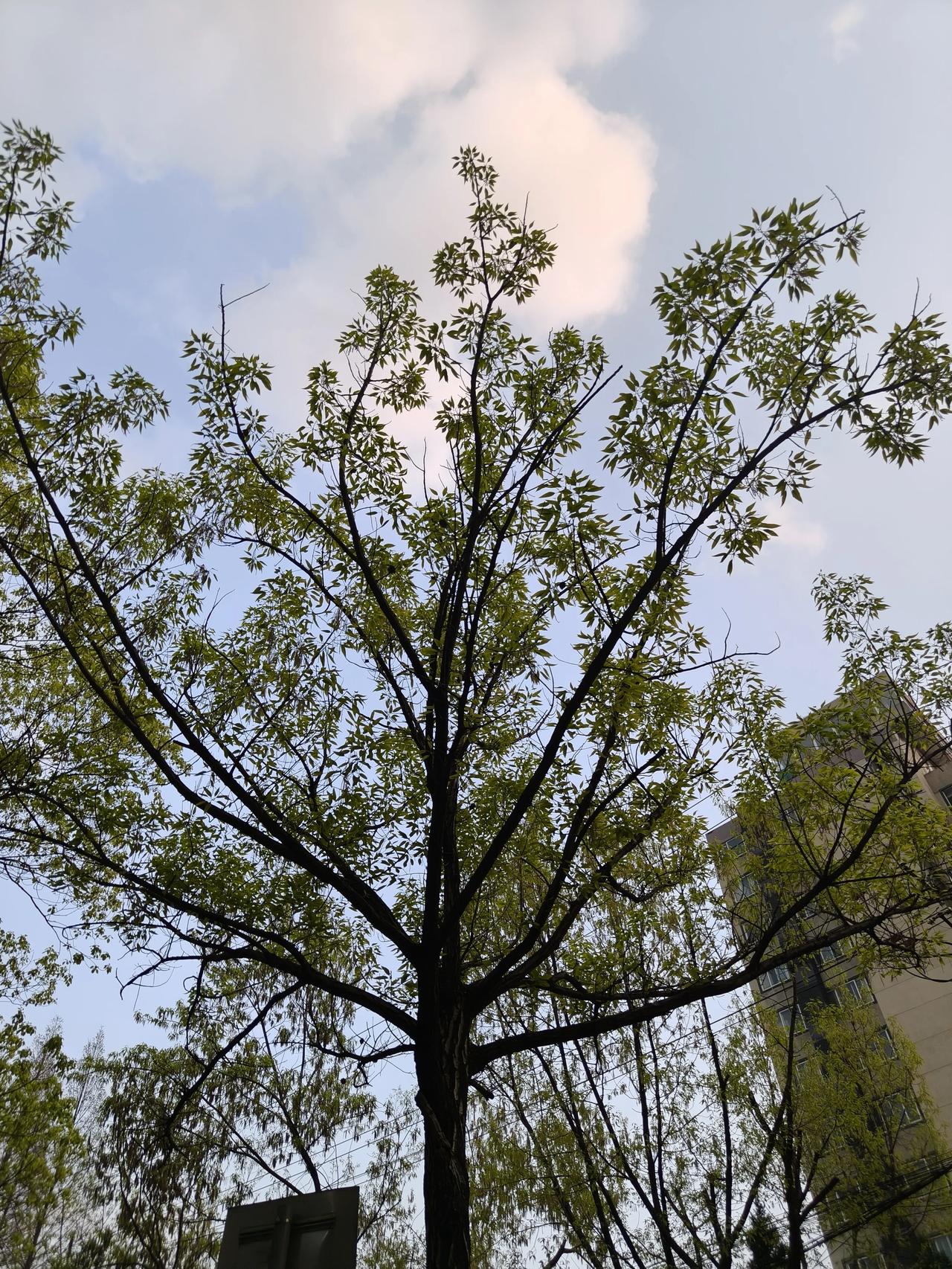 下班路上如果天气好，天空很美的话，我一般都会停下来拍几张照片，哪怕没有花只有树?