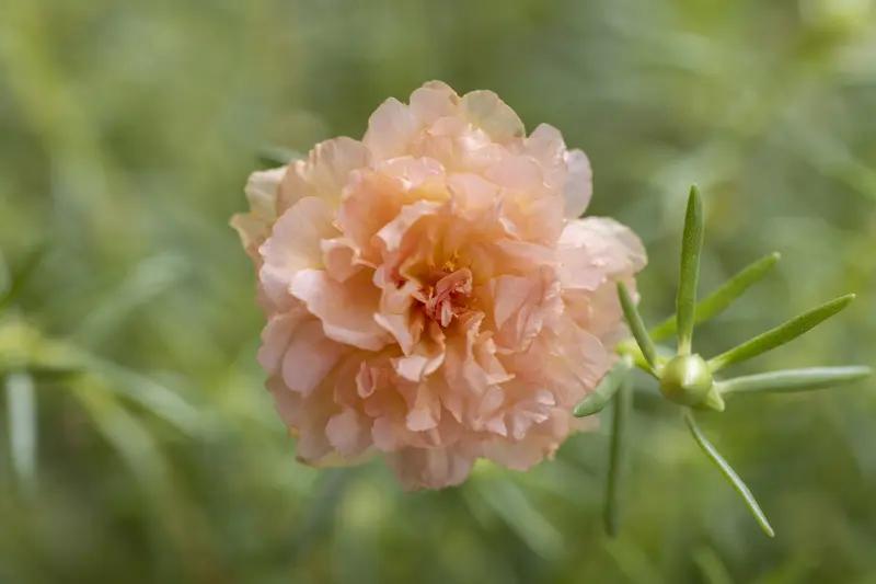 煮茶听雨落，邀友赏花开。