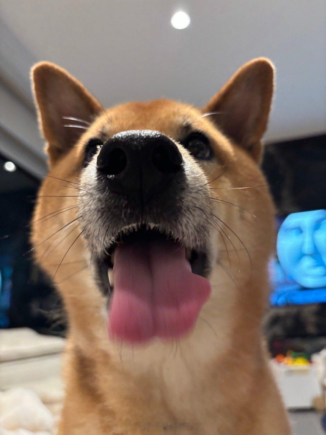 嘴筒子特写 [doge]等灯[超话] ​​​