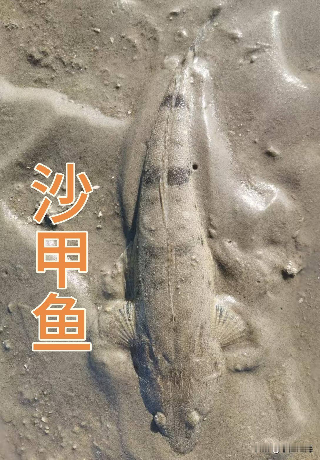 沙甲鱼探秘：海底的奇妙生物
