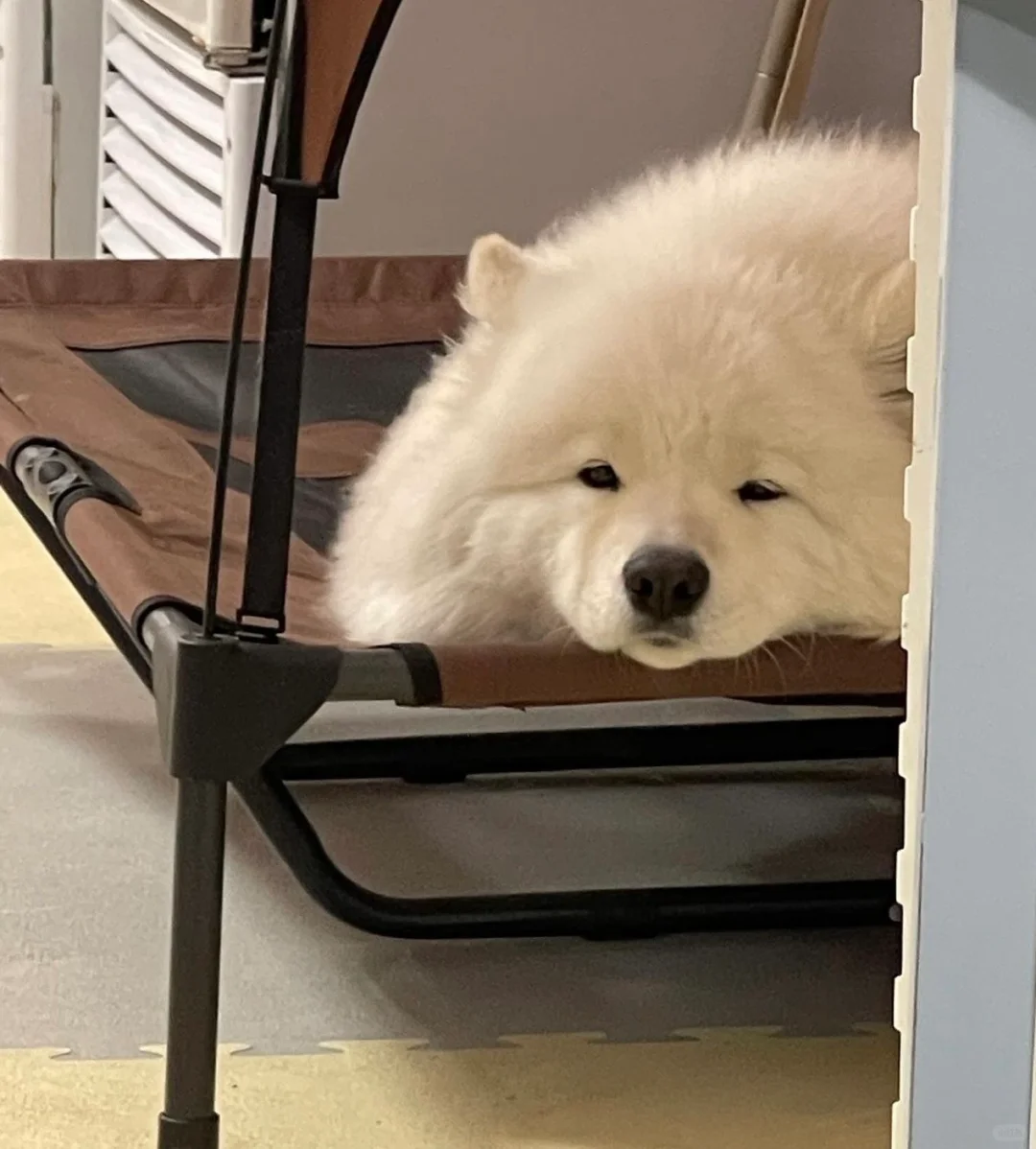 爸妈起早贪黑的出去打猎给我买小肉干