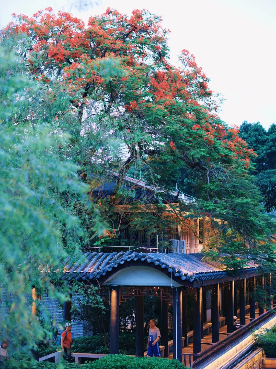 阴天，荔湾湖也是烂漫