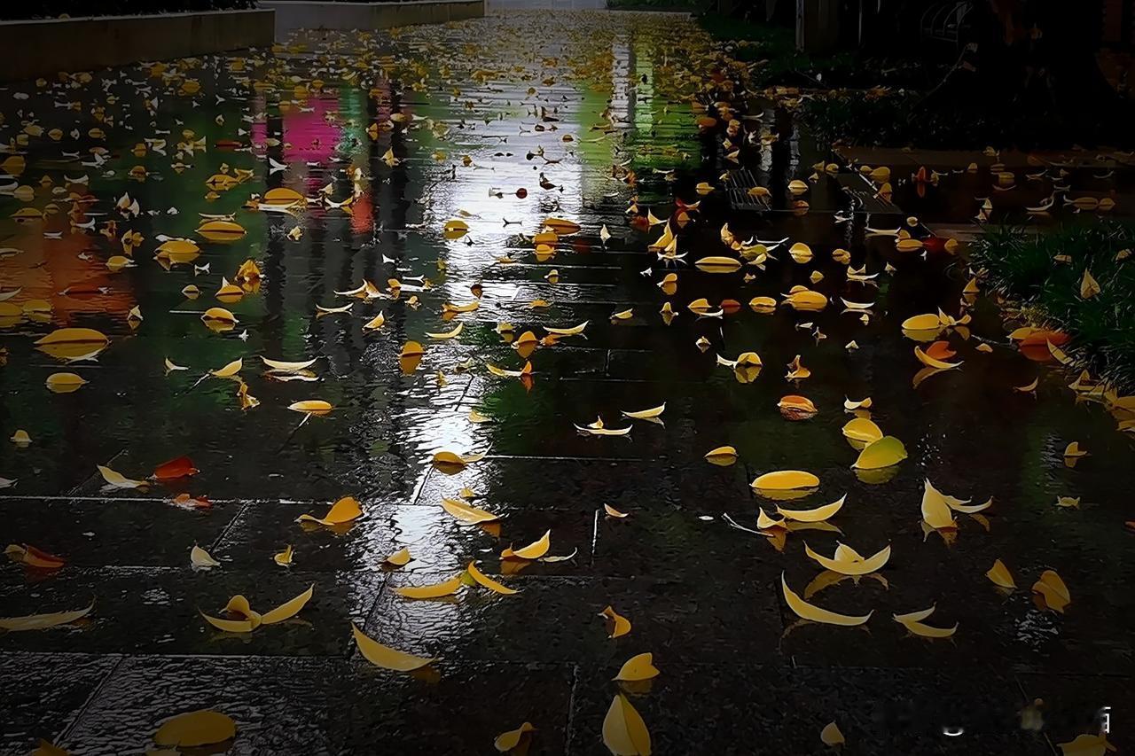 冷雨裹挟片片飘零的树叶，没有萧瑟的悲凉，反倒真切感受到羊城悄然而至的秋日气息，处