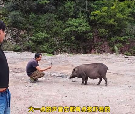 “离了个大谱！”近日，一男子在318国道上摆摊卖炒饭和米线，谁知竟遇到了一头野猪