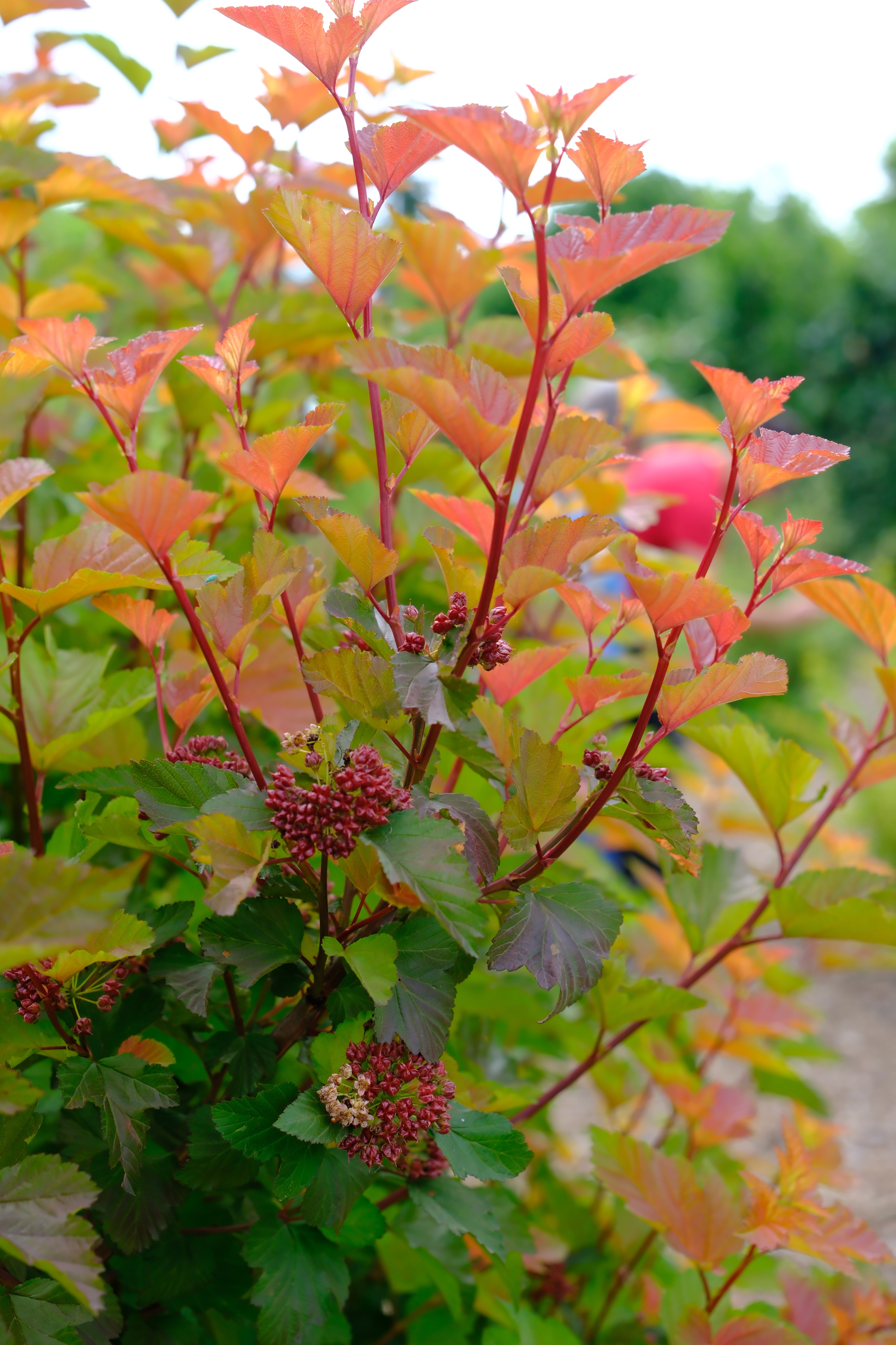 紫叶风箱果（Physocarpus opulifolius 'Diabolo' 