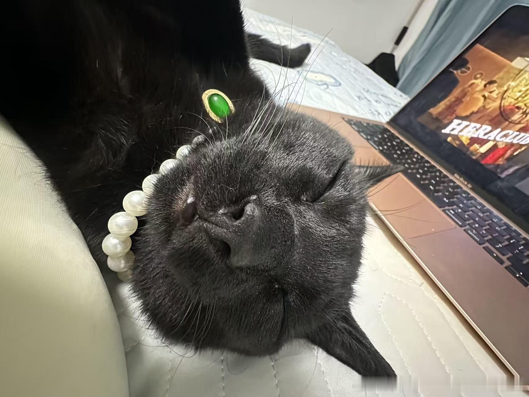 50364【丑猫】睡觉 
