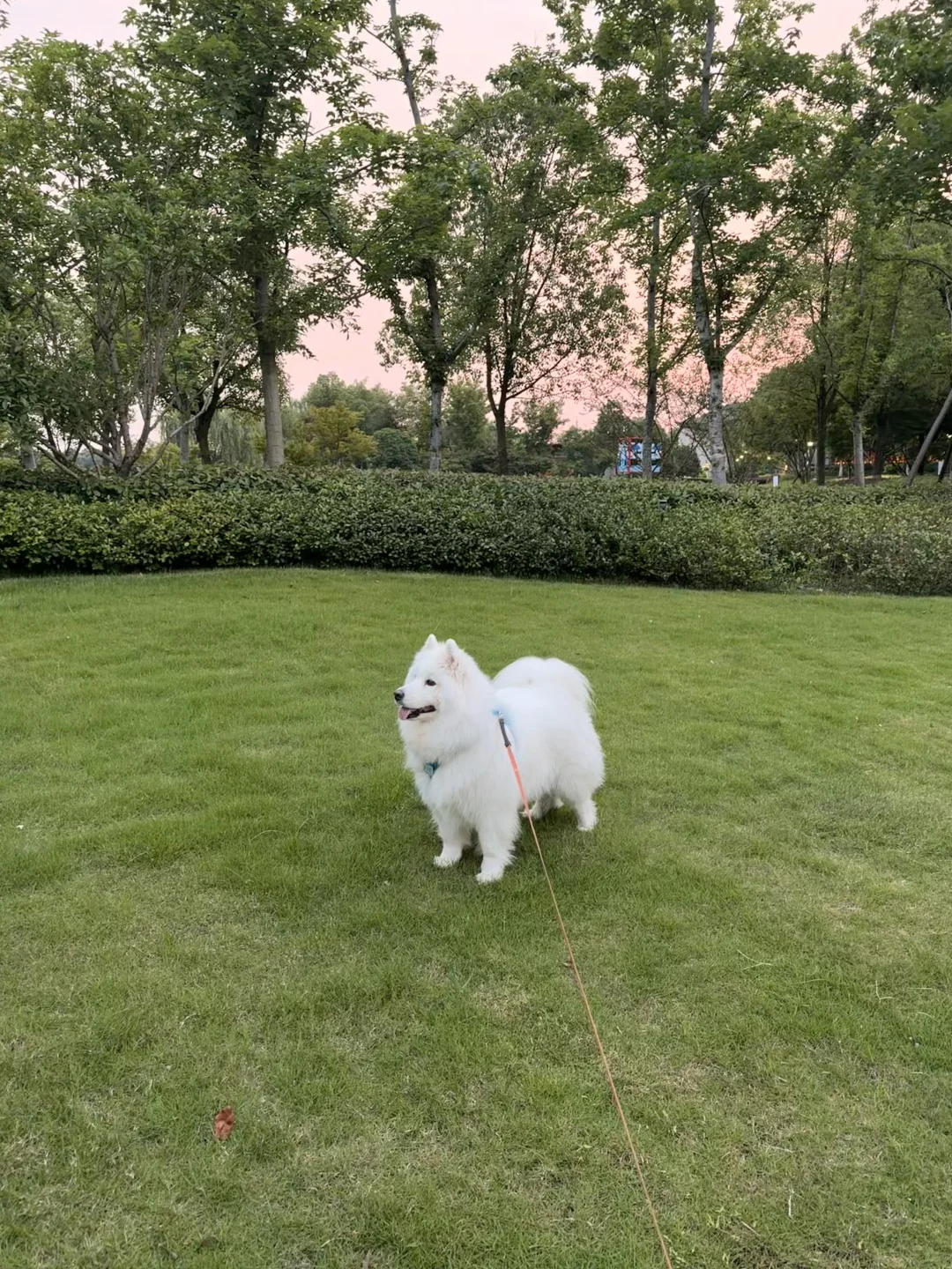 全杭州腿最短的萨摩耶