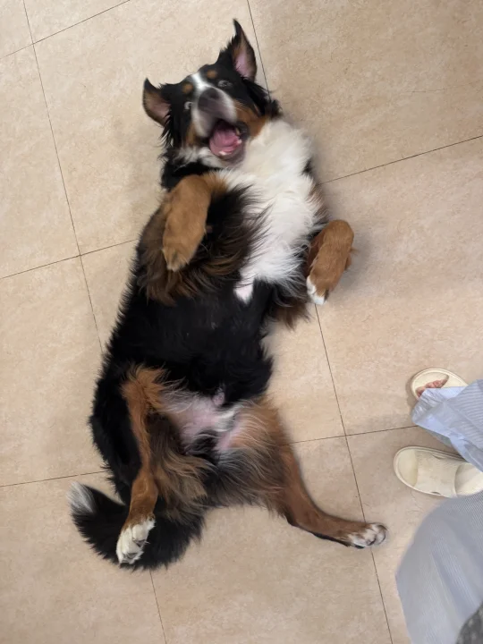 谁家小狗狗最好欺负呀