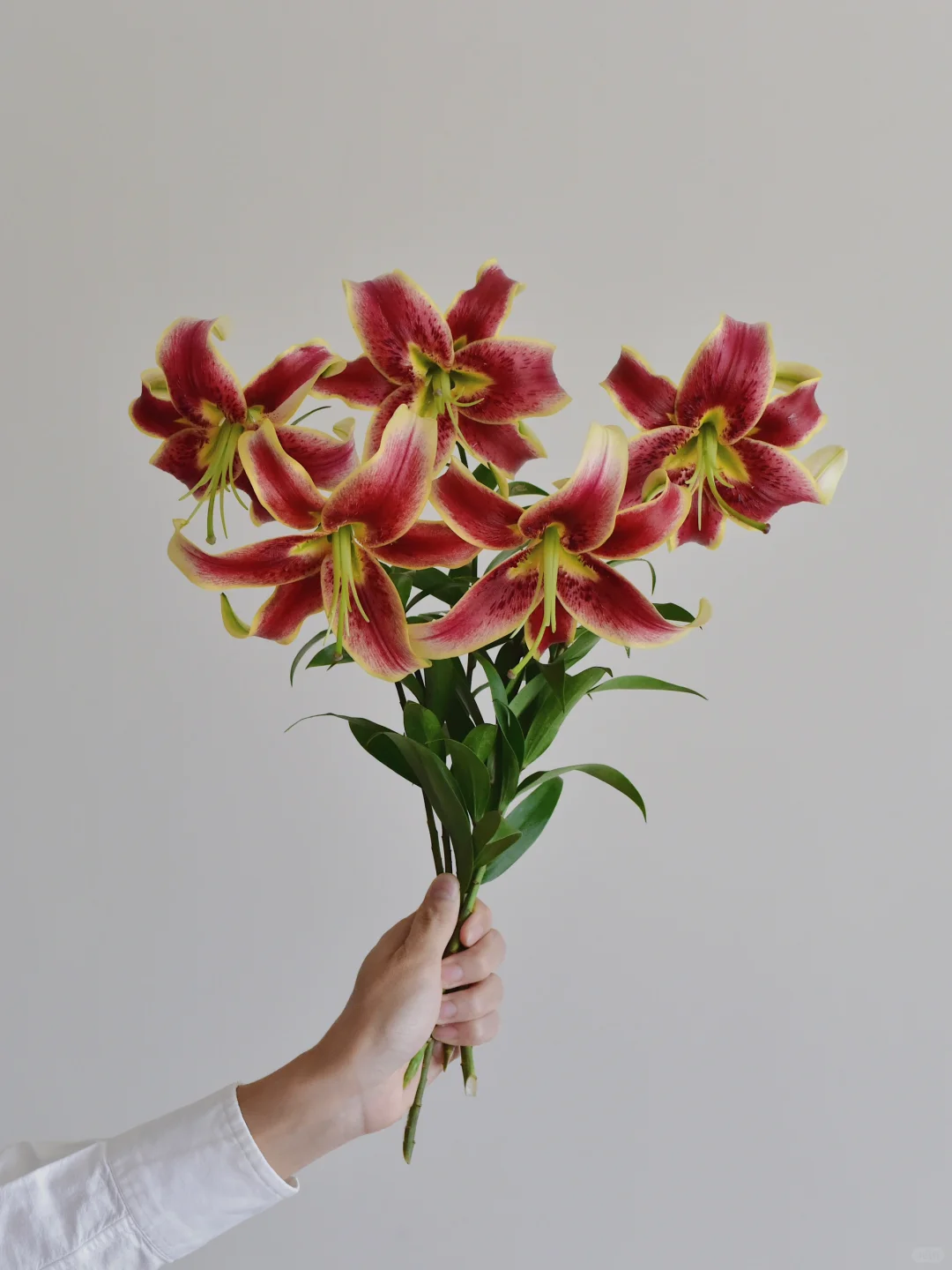 百合·苏丹新娘