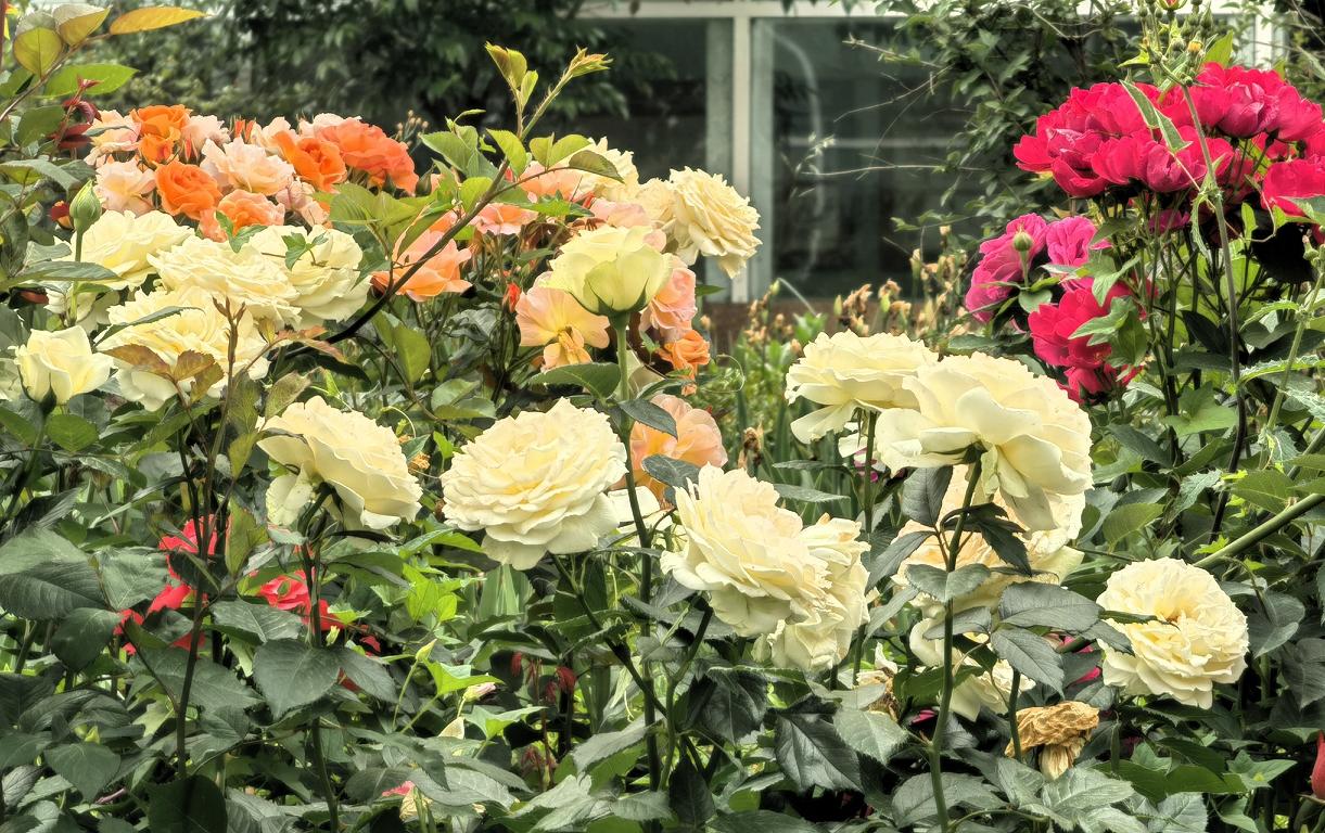 绚烂花园，玫瑰盛开，色彩斑斓，美不胜收！🌸🌹🌺