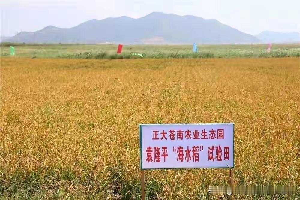 很多人吃过海水稻煮出的米饭，都会留下相似的直观感受。口感偏粗糙、软糯度不足，对比