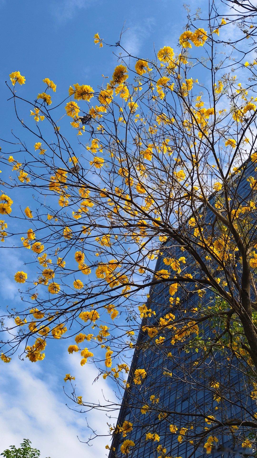黄花风铃木花期已过。外面基本都谢光了，只剩下几棵树还在开。 