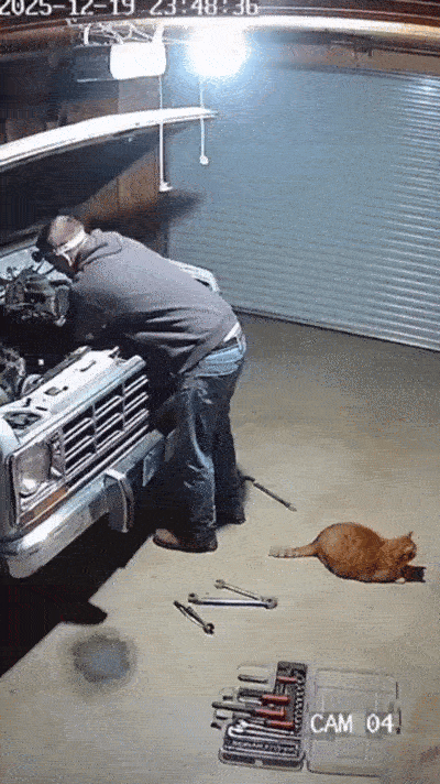 这猫成精了！一位汽修店老板正低头修车，猫咪先觉出不对劲儿，张嘴玩命叫唤，噌地冲上