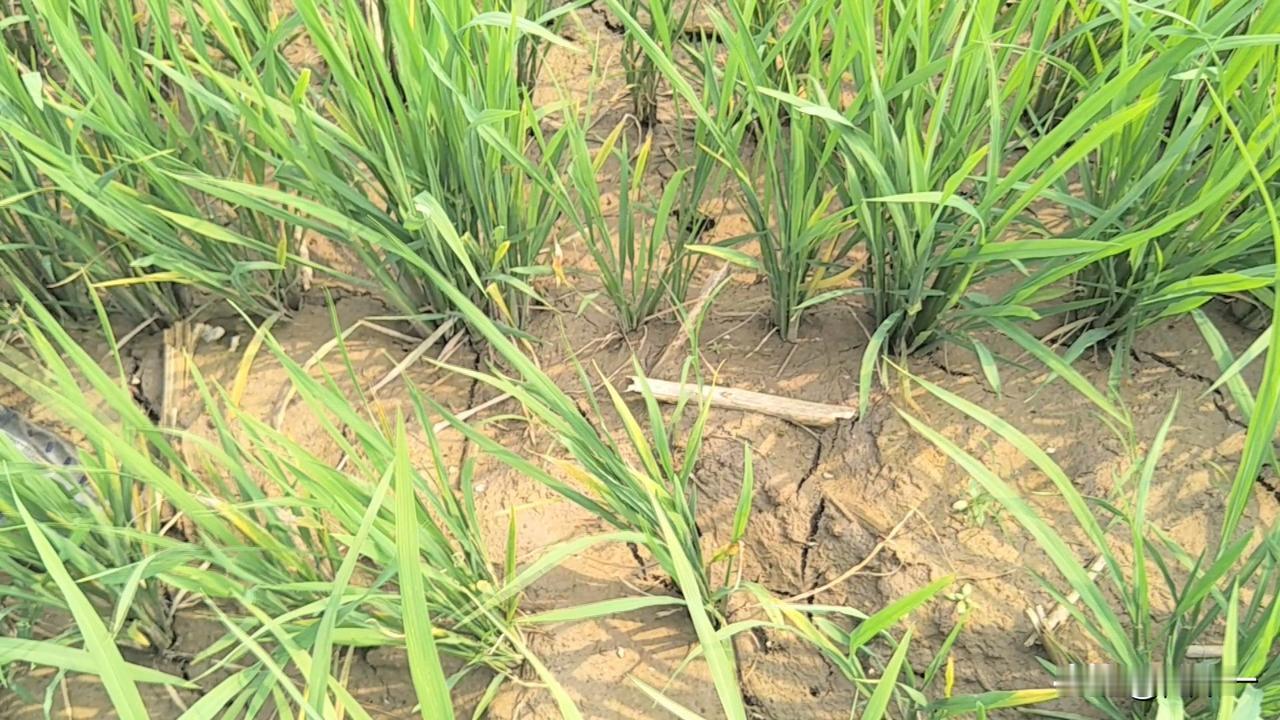 水稻田干得发裂，农民却不着急抽水，不是因为农民懒，而是有两种情况发发生：
一种是