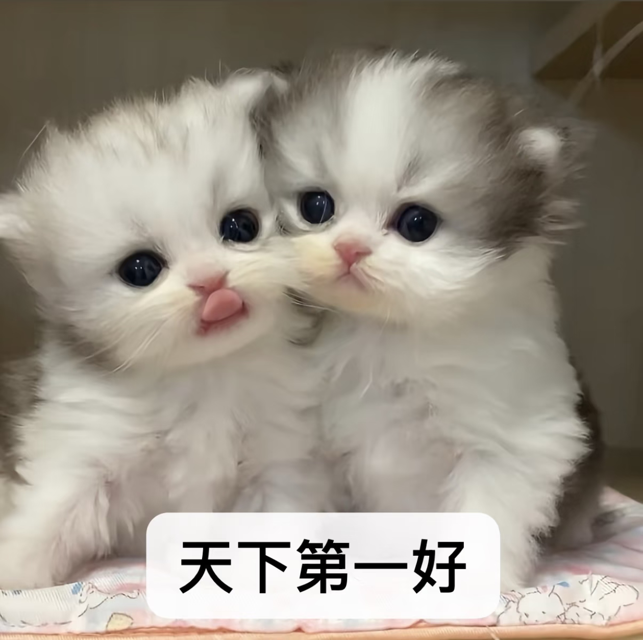 我失散多年的亲妹妹