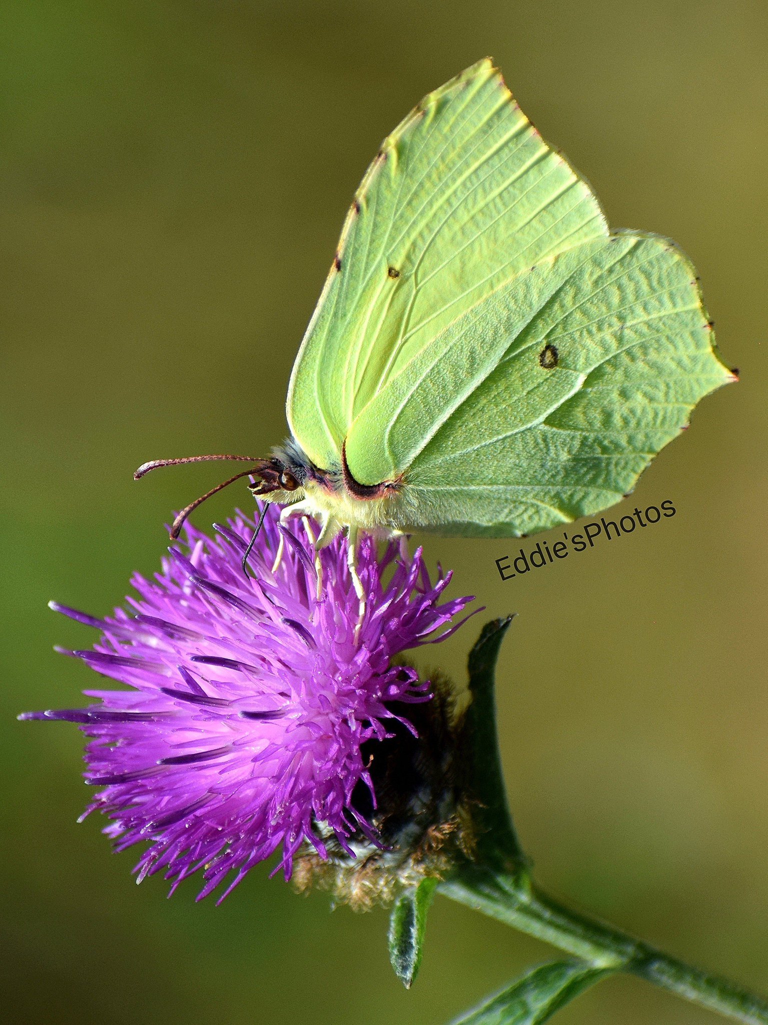 钩粉蝶（Gonepteryx rhamni）英文brimstone日语ヤマキチョ