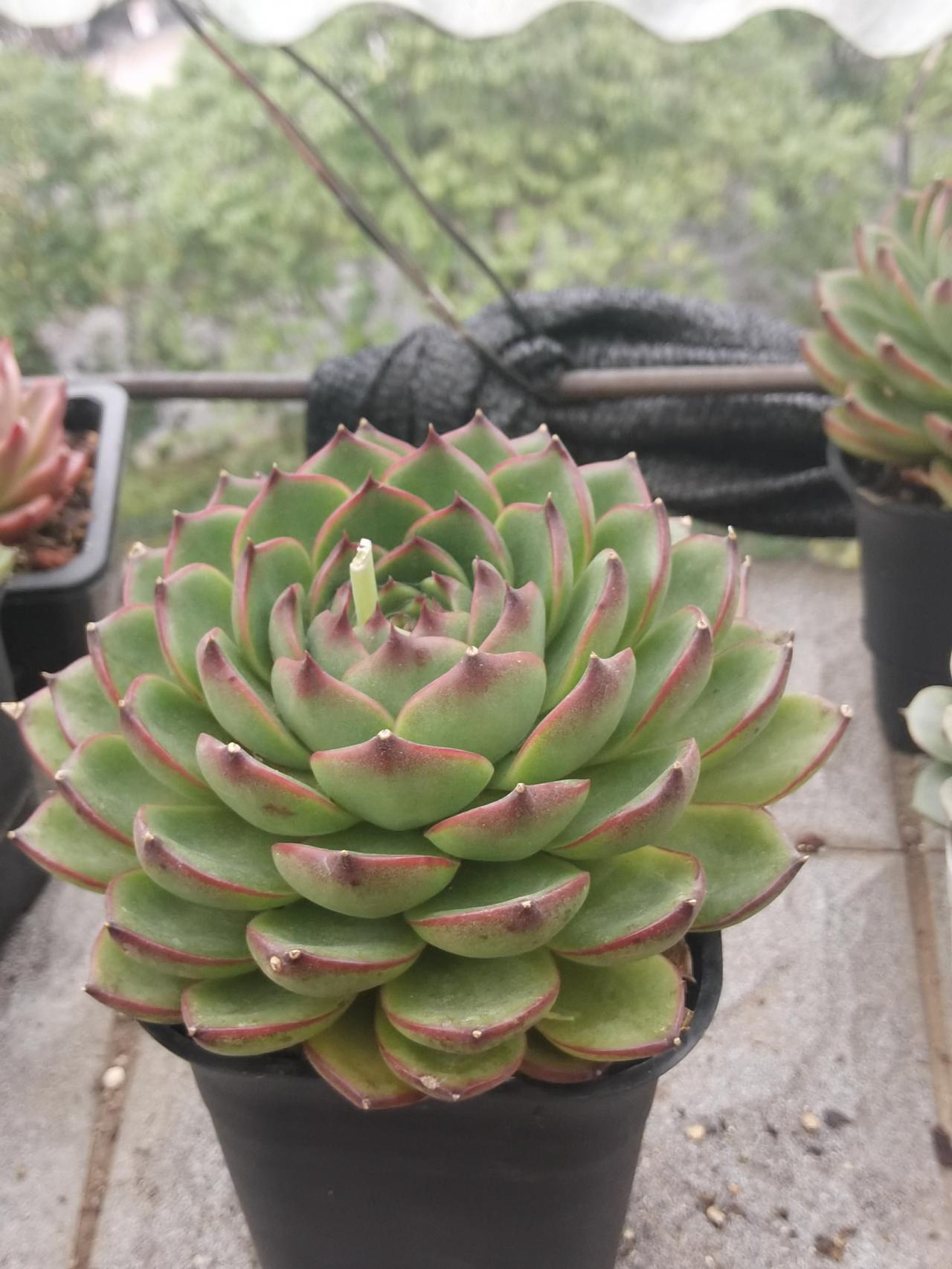 期货成功者了了，为什么还有人乐此不疲，期货成功者远远低于股票投资成功者，我本人有