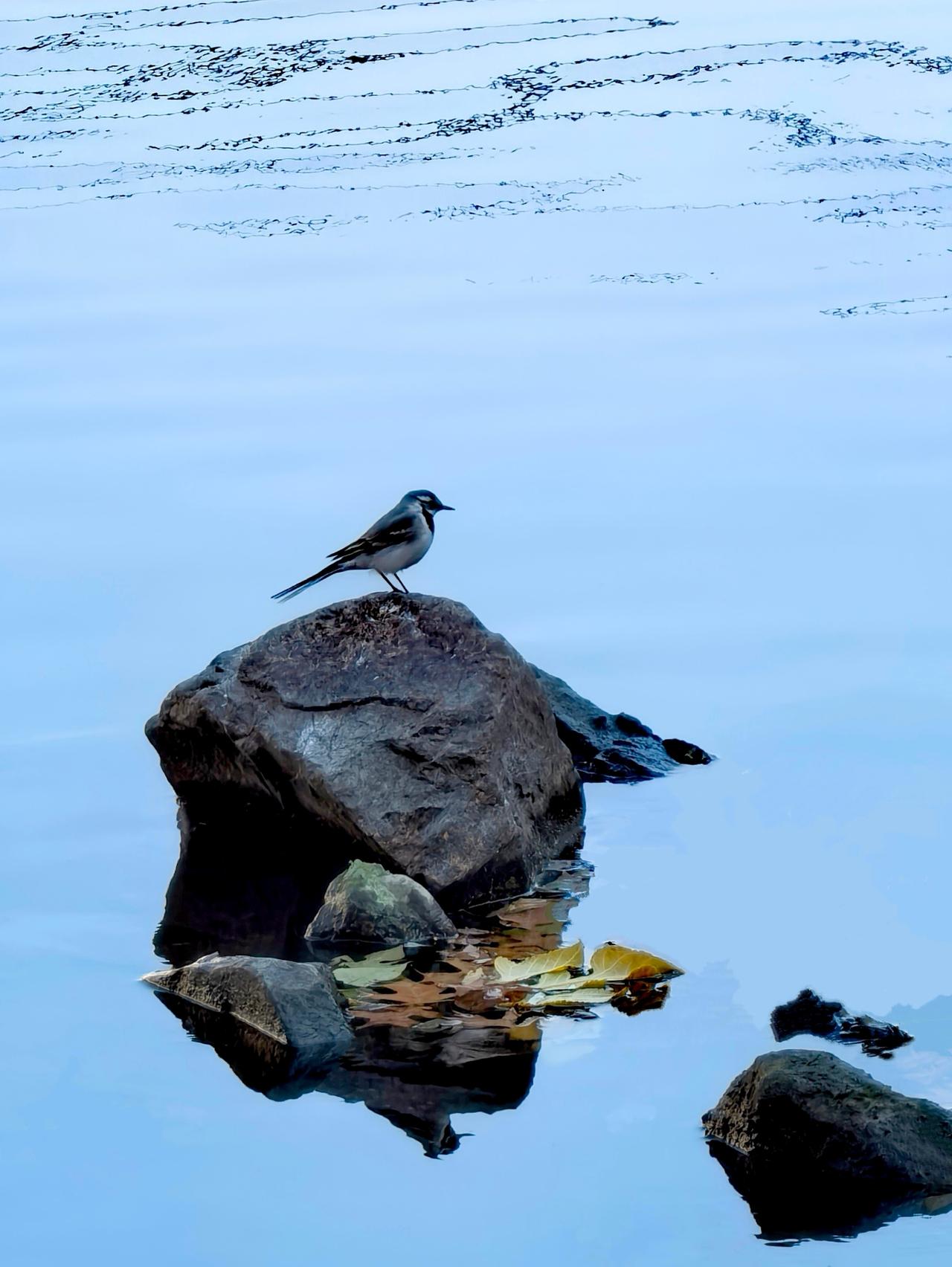 在拍摄时代，拿起手机人人都是摄影师。然而，许多人还不知道智能手机的拍摄功能，甚至