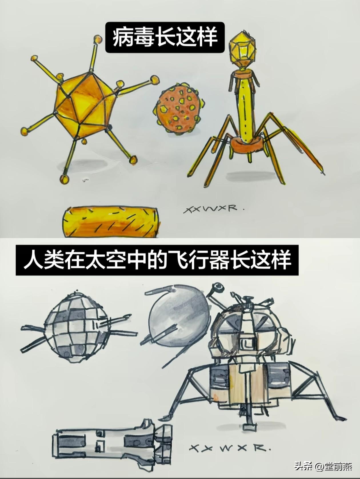 这你也敢想，上图是人类已知的病毒，下图是人类设计的飞行器。

我年龄越大越困惑了