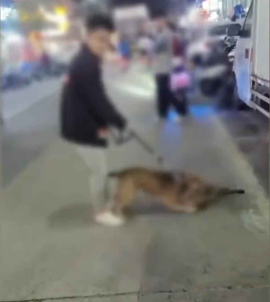 广东东莞，一男子为了训练比特犬，专门让其撕咬流浪猫，路人让他把狗拉开，男子却说：