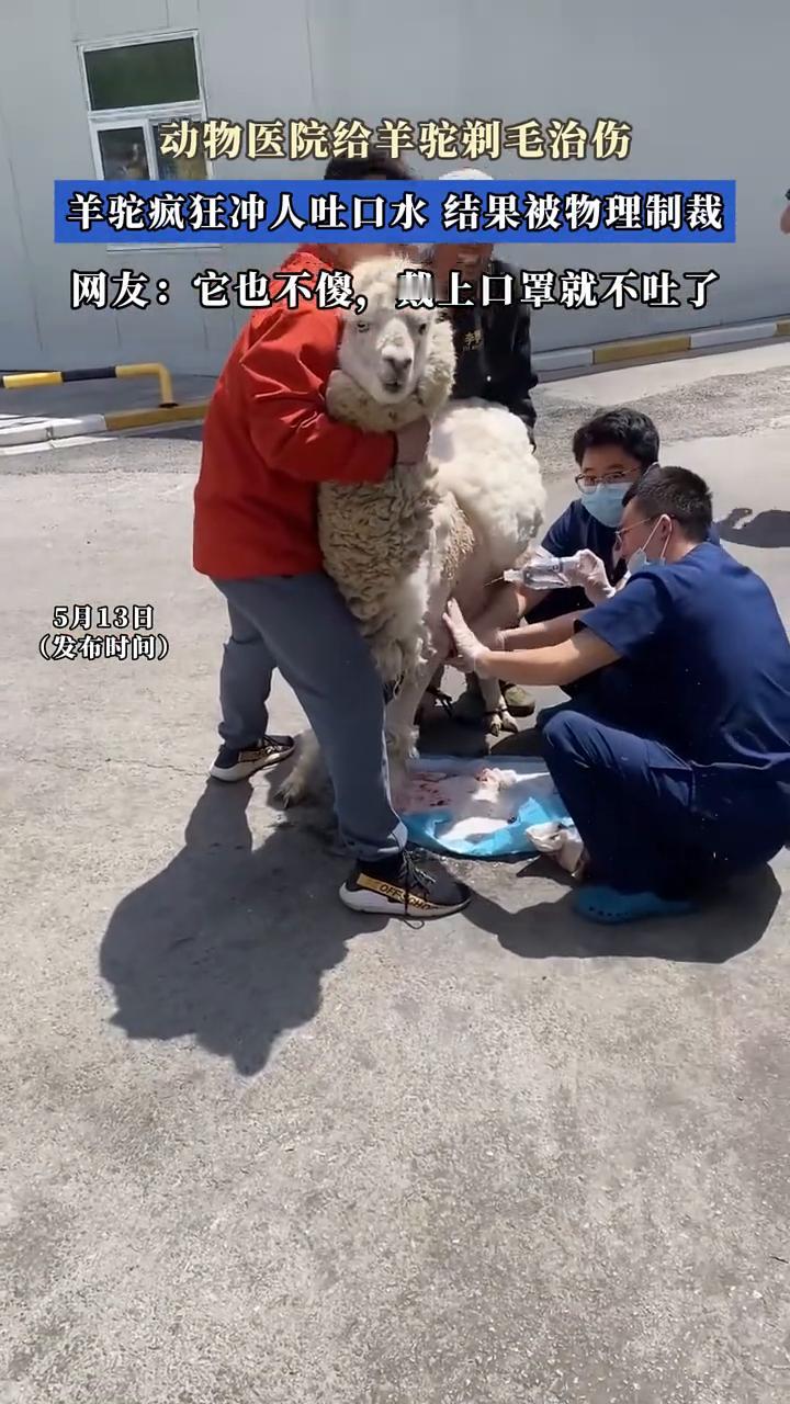 动物医院给羊驼剃毛治伤，羊驼疯狂冲人吐口水结果被物理制裁。
网友：它也不傻，戴上